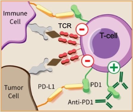 PD-1 immunotherapy - Guido4 PD-1 immunotherapy - Guido4