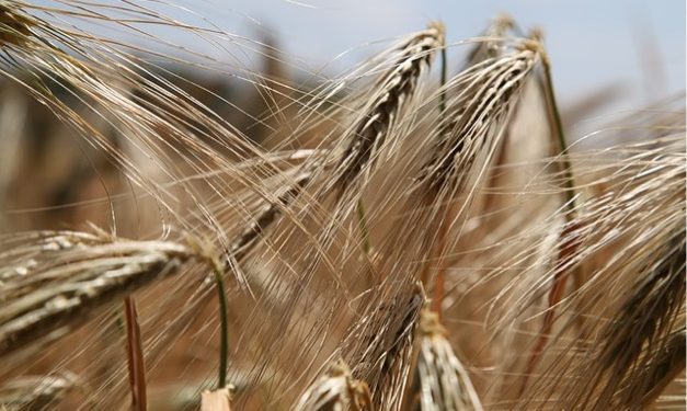 wheat-809441_640 wheat-809441_640