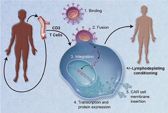 640px-CAR-Engineered_T-Cell_Adoptive_Transfer 640px-CAR-Engineered_T-Cell_Adoptive_Transfer