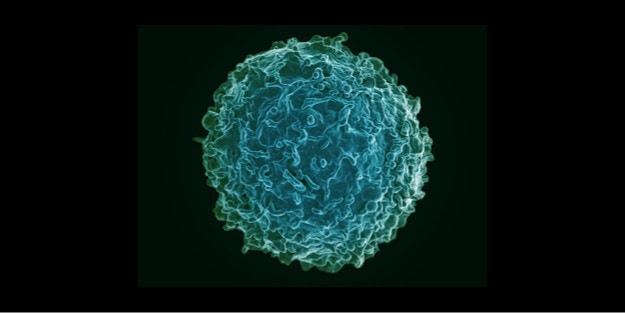 640px-Human_B_Lymphocyte_(29196367446) (1) 640px-Human_B_Lymphocyte_(29196367446) (1)
