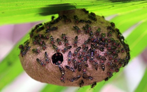 640px-Social_wasp_(Polybia_sp.)_nest 640px-Social_wasp_(Polybia_sp.)_nest
