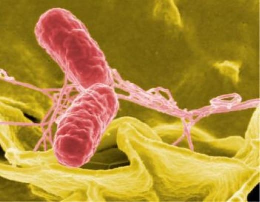 Salmonella could be combated by enhancing body’s natural process
