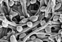Gut fungi prime immunity against infection