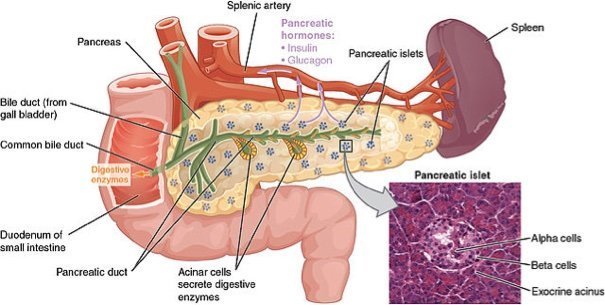 640px-1820_The_Pancreas pancreas