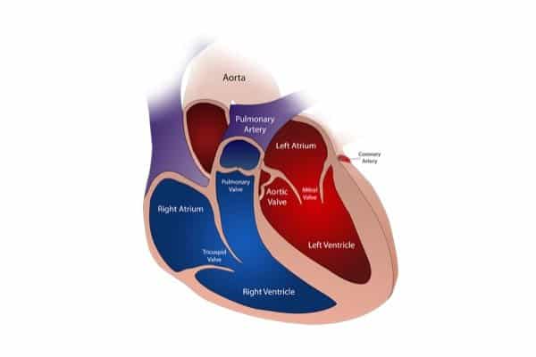 Study links Celebrex to heart valve calcification after earlier research declared drug safe