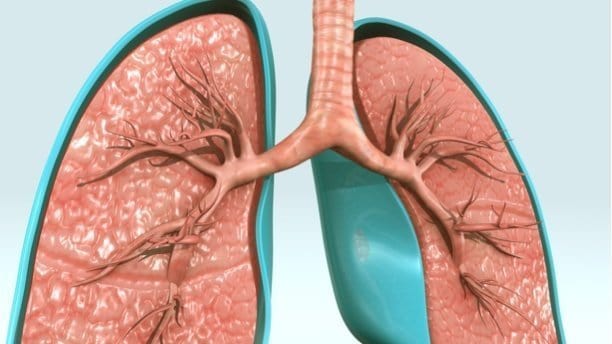 Higher levels of coronavirus cell entry receptor in lungs of COPD patients and smokers