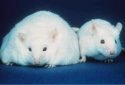 Fat-burning molecule reverses diet-induced obesity and insulin resistance in mice