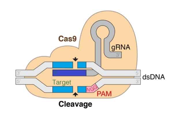 CRISPR base editors can induce wide-ranging off-target RNA edits ...