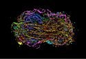 Allen Institute for Cell Science debuts first comprehensive view of human cell division
