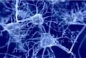 Sorting protein in neurons defends against neurodegenerative disease