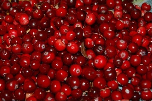 Cranberries join forces with antibiotics to fight bacteria