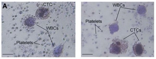 203236_web - E.I. Galanzha et al 2019 203236_web - E.I. Galanzha et al 2019