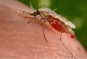 mRNA vaccine yields full protection against malaria in mice
