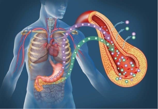 blood sugar regulation