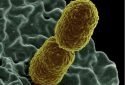 Hospitals key in the spread of extremely drug-resistant bacteria in Europe