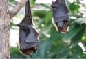 flying-foxes-2237209_640