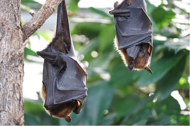 Lessons from how bats resist SARS-CoV-2 could inform new COVID-19 treatments in humans