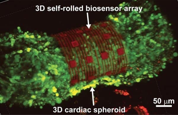 Researchers advance organ-on-chip technology to advance drug development