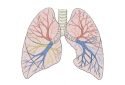 Researchers find a way to stop lung damage due to the body's immune response