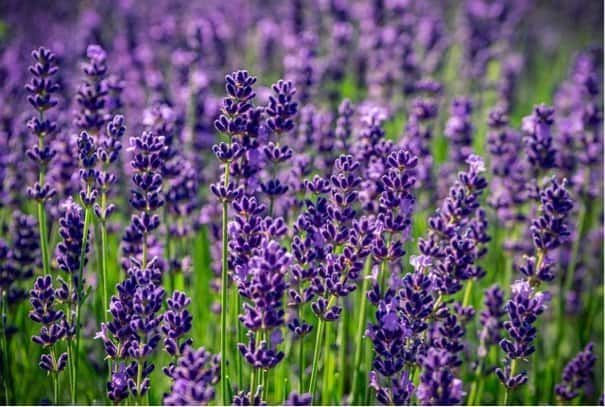 lavender-4336775_640 Lavender
