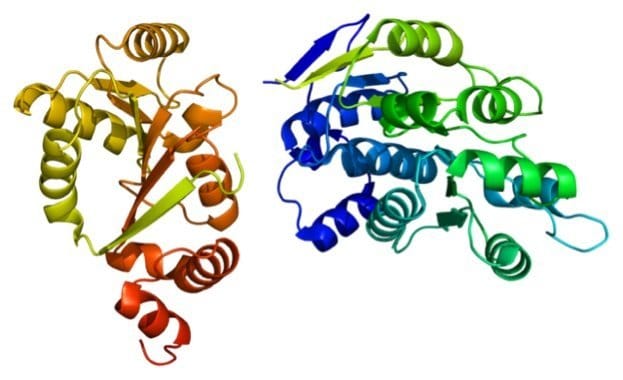 640px-Protein_DDX3X_PDB_2i4i 640px-Protein_DDX3X_PDB_2i4i