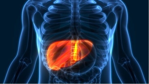 Fat cell hormone restrains liver tumor growth in mice