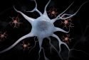 Targeting immune cells may be potential therapy for Alzheimer's