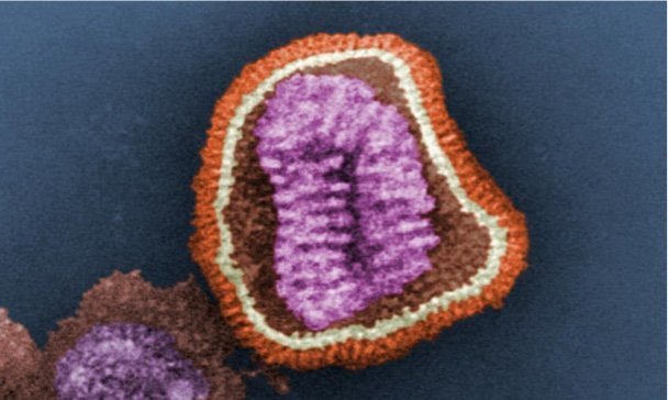 841px-Influenza_virus_particle_color 841px-Influenza_virus_particle_color
