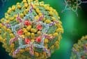 Structurally designed DNA star creates ultra-sensitive test for dengue virus