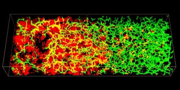 218708_web - MPI-CBG - Segovia-Miranda et al 218708_web - MPI-CBG - Segovia-Miranda et al