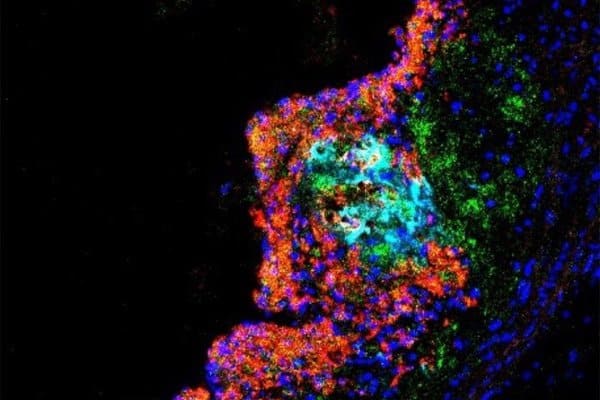 222445_web - Razani Lab 222445_web - Razani Lab