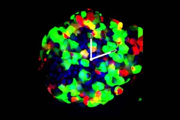 223038_web - UNIGE - Dibner Lab 223038_web - UNIGE - Dibner Lab