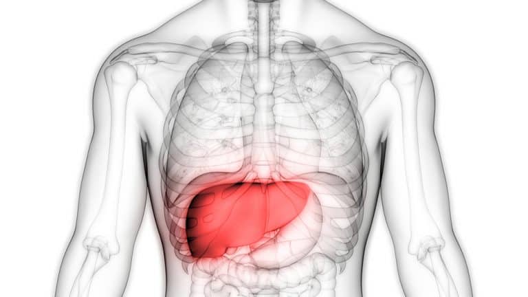 Liver tumors partially destroyed with focused ultrasound don’t come back
