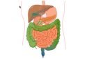 Roles of bile acids in gut immunity and inflammation