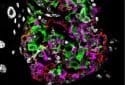 New drug combination restores pancreatic beta cell function in animal model