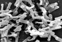 Fecal microbiota transplants successfully treat patients with C. difficile infection