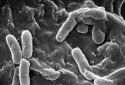 Novel therapy tackles superbug infections