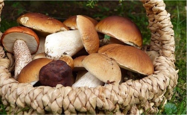 Antioxidant in mushrooms may relieve features of pregnancy hypertension