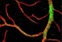 Primitive stem cells shown to regenerate blood vessels in the eye