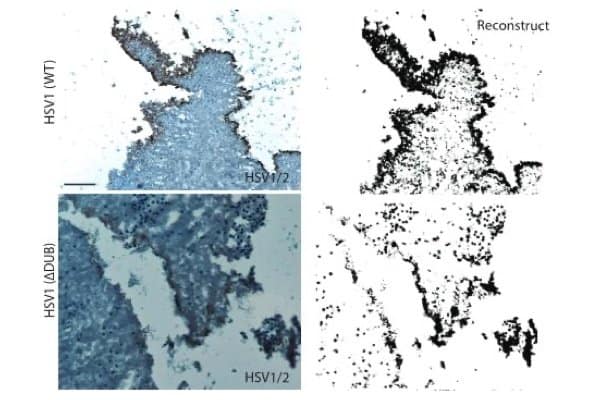 230804_web - Bodda et al 2020 230804_web - Bodda et al 2020