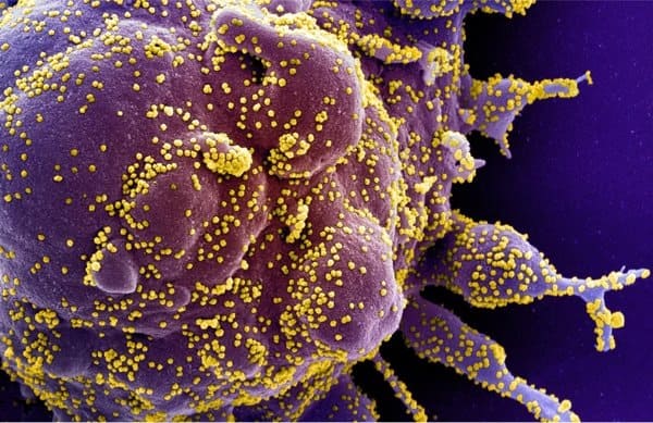 How coronavirus evades host antiviral defense