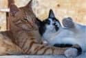 Study confirms cats can become infected and transmit COVID-19 to other cats