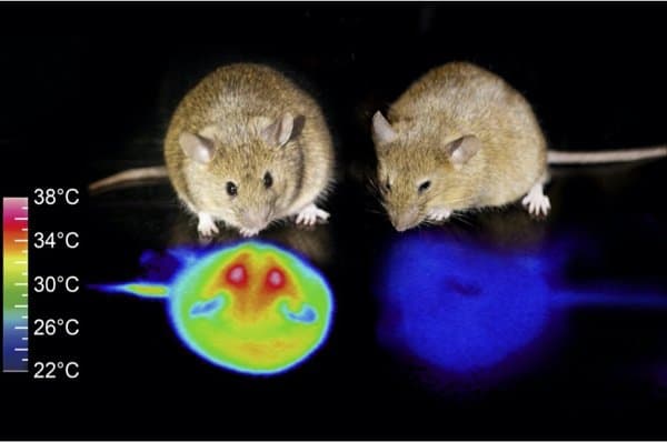 Hibernation in mice: Are humans next?