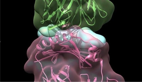 238278_web - Ley Laboratory - La Jolla Institute for Immunology 238278_web - Ley Laboratory - La Jolla Institute for Immunology