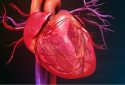 Circadian rhythms in heart cells affect daily heart function