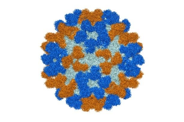 Enterovirus 68 - Purdue University image - Richard Kuhn Enterovirus 68