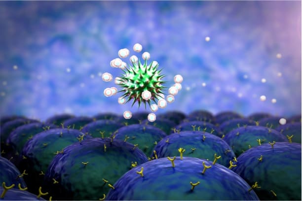 Immune system attacks coronavirus