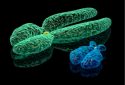 The male Y chromosome does more than we thought