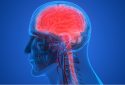 Study reveals immune driver of brain aging