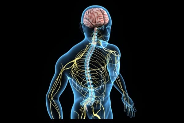Depositphotos_66747669_s-2019mod-sciencepics nervous system
